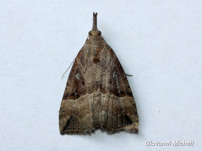 Hypena rostralis